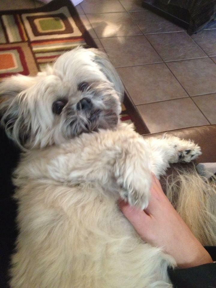 Bear